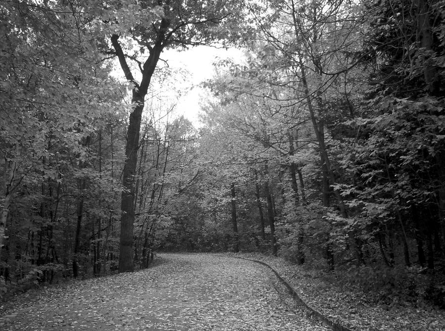 Nature Photograph - Mount Royal - Autumn B n W by Richard Andrews