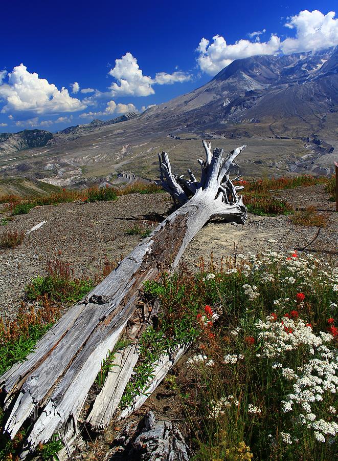 Nature Photograph - Mount Saint Helens Felled By The Volcano by Mo Barton