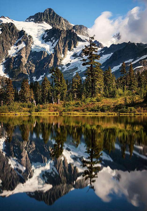 Tree Photograph - Mount Shuksan Reflections by Alexis Birkill