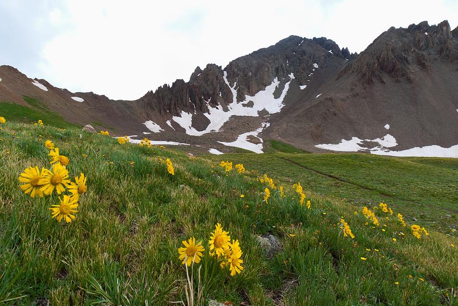 Mount Sneffels with Alpine Sunflower Photograph by Cascade Colors