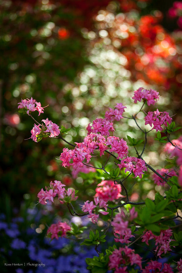 Flowers Still Life Photograph - Mount Vernon Flowers by Ross Henton