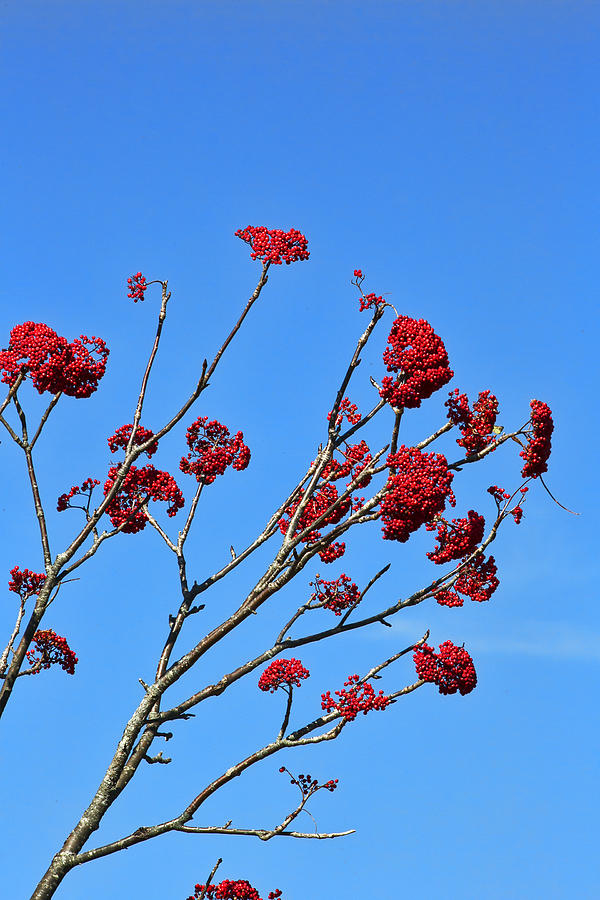 Mountain Ash and Blue Sky Photograph by Gregory Scott