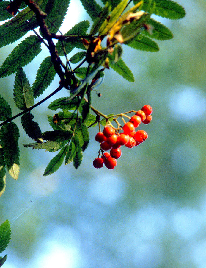 Mountain Ash Berries Photograph by Gordon James