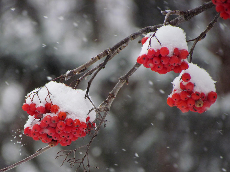 Mountain Ash Berries in Snow Photograph by David T Wilkinson