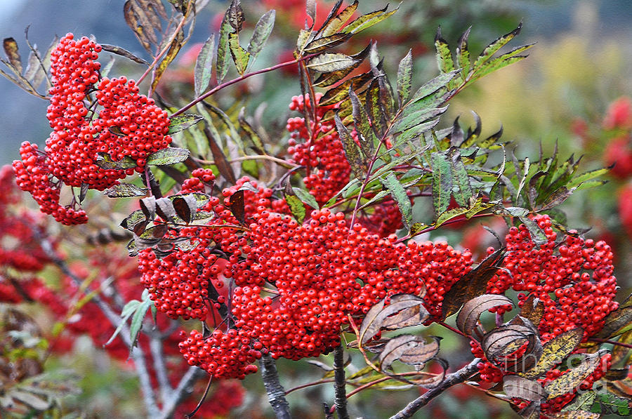 Fruit Photograph - Mountain Ash Berries by Lydia Holly