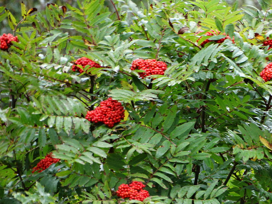 Mountain Ash Berries Photograph by Margo Miller