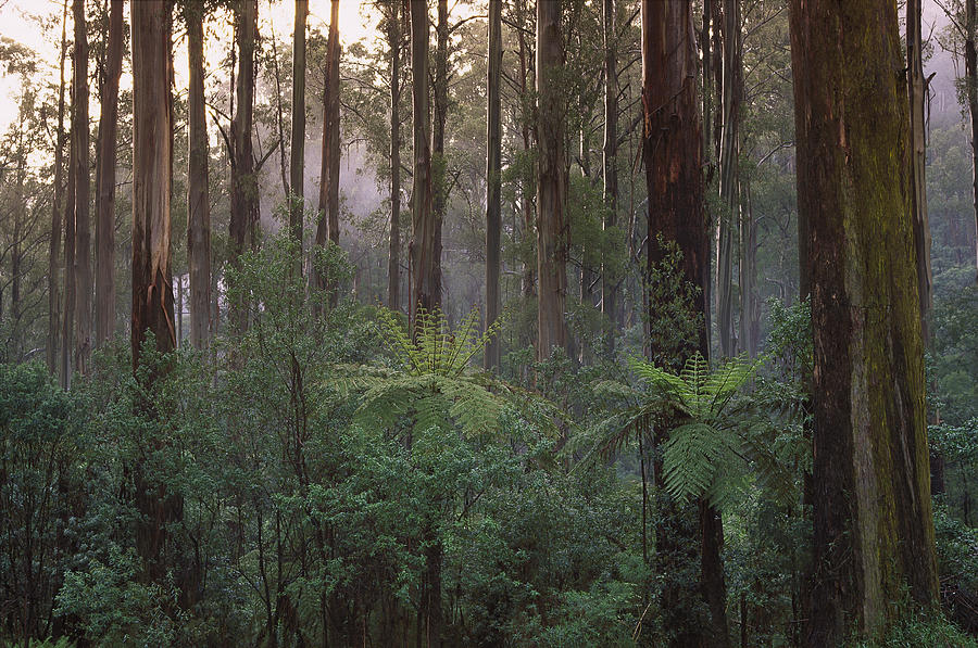 Mountain-ash Forest Dandenong Ranges Np Photograph by Konrad Wothe