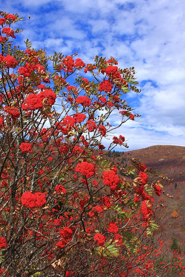 Mountain ash. Mountain Ash evrima. With a sprig of Mountain Ash. Mountain Ash перевод.