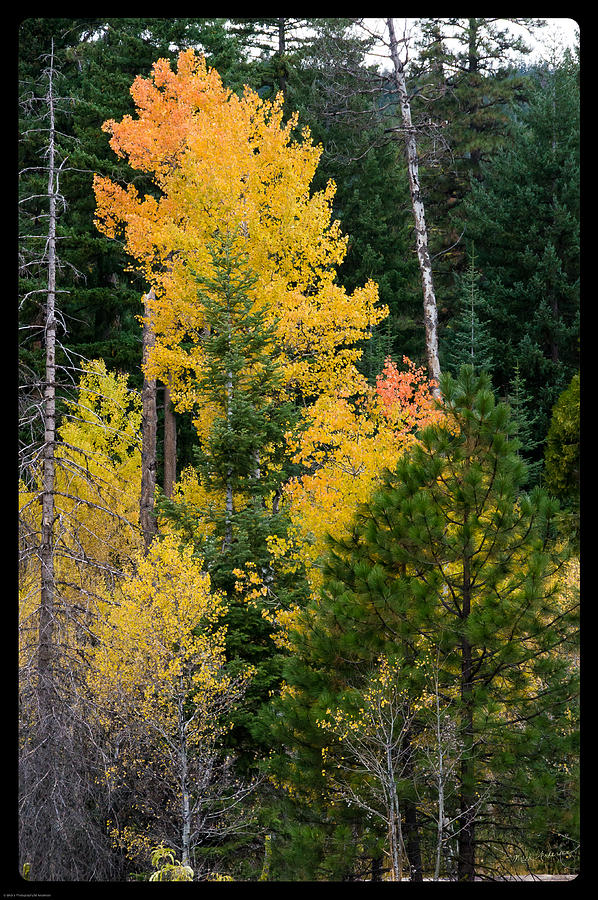 Mountain Aspen in Autumn Photograph by Mick Anderson
