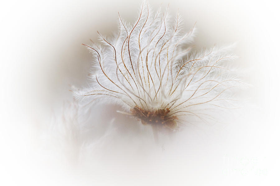 Flower Photograph - Mountain Avens Seed Head by Heiko Koehrer-Wagner