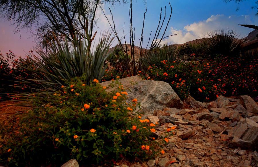 Flower Digital Art - Mountain Beauty In Rancho Mirage Ca. by Sherris - Of Palm Springs