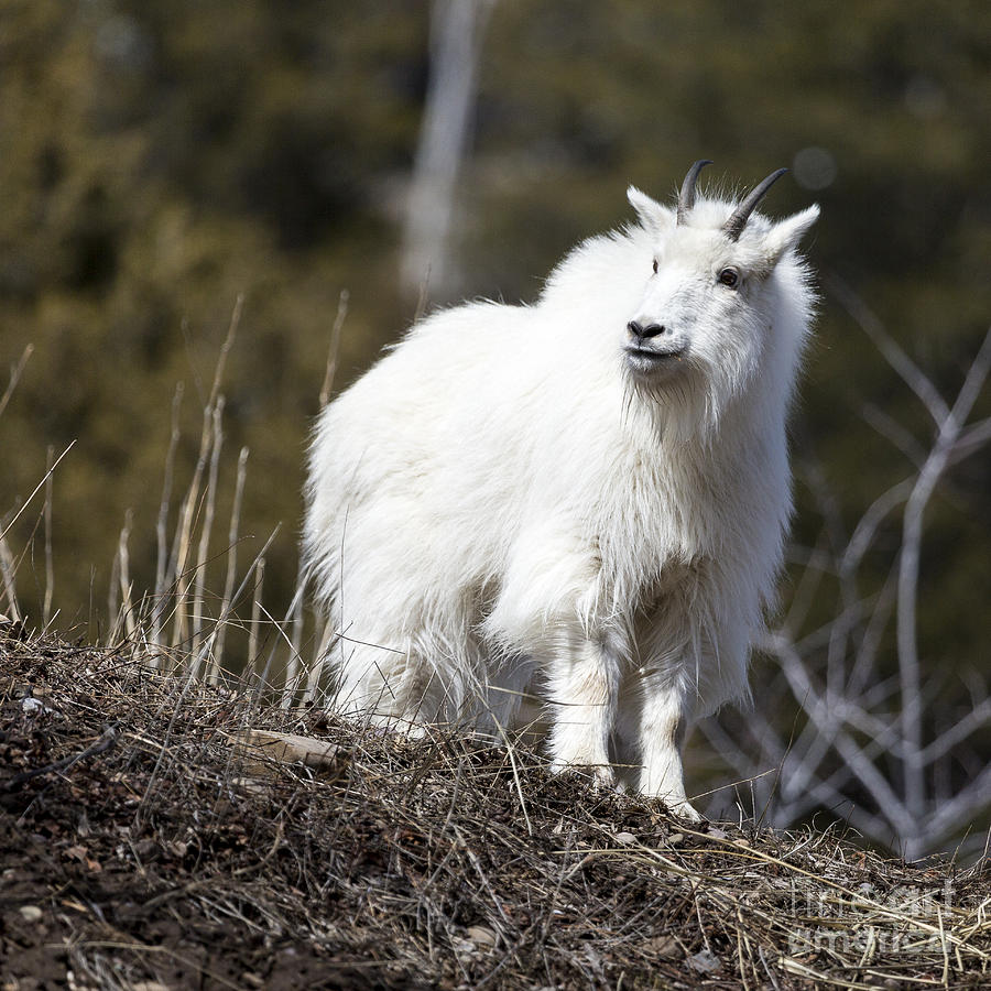 Mountain Billy Goat Looking Over Ridge Photograph by Mike Cavaroc ...