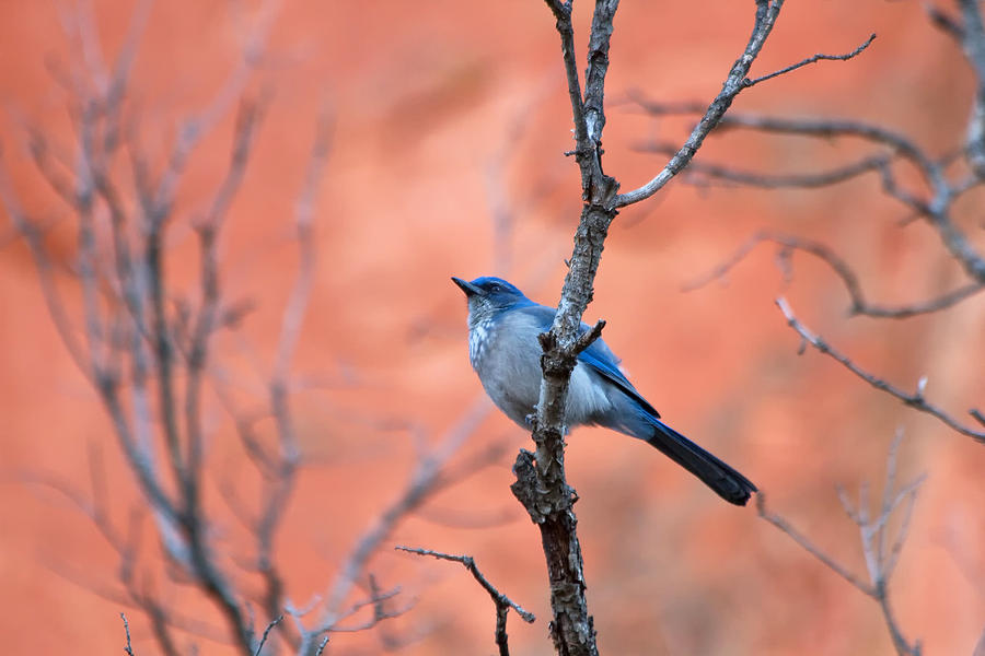 Wildlife Photograph - Mountain Blue Bird by Ronda Kimbrow