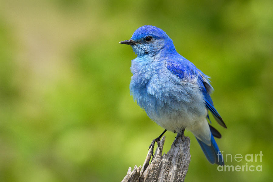 Mountain Bluebird Photograph by Aaron Whittemore