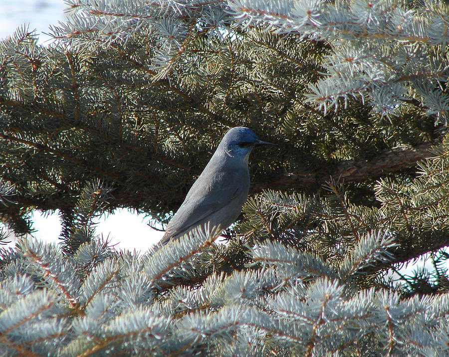 Mountain Bluebird Photograph by Carl Moore