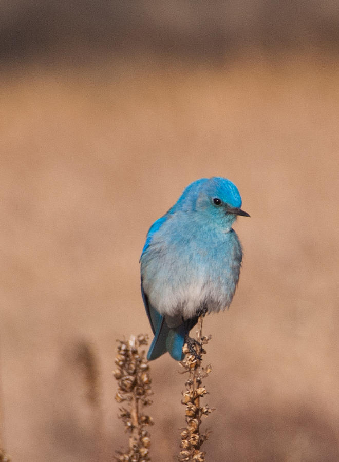Mountain Bluebird Photograph by Cascade Colors