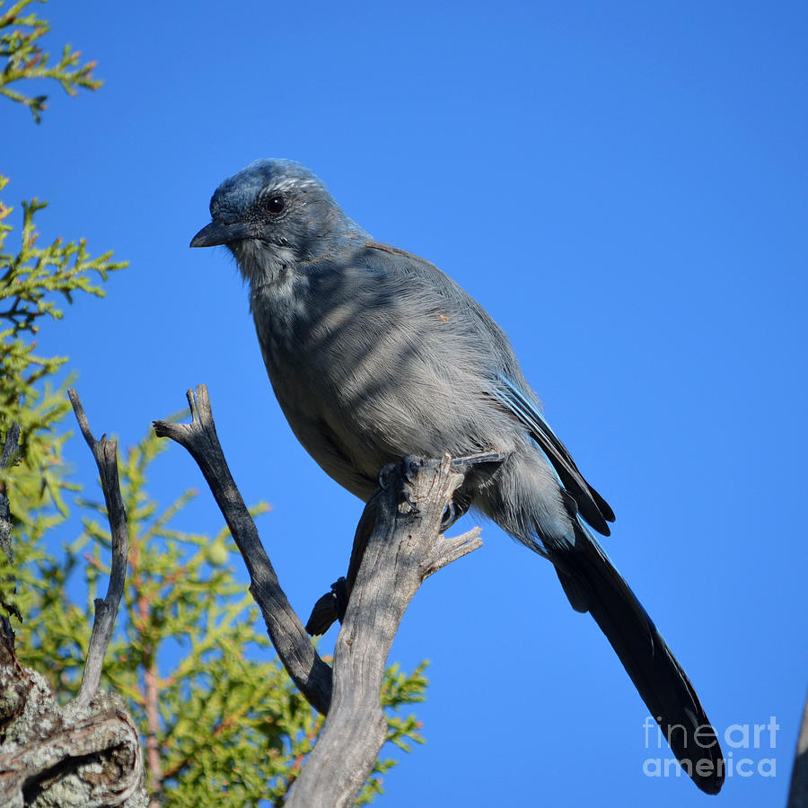 Mountain Bluebird Closeup in Grand Canyon National Park Square Format Photograph by Shawn OBrien