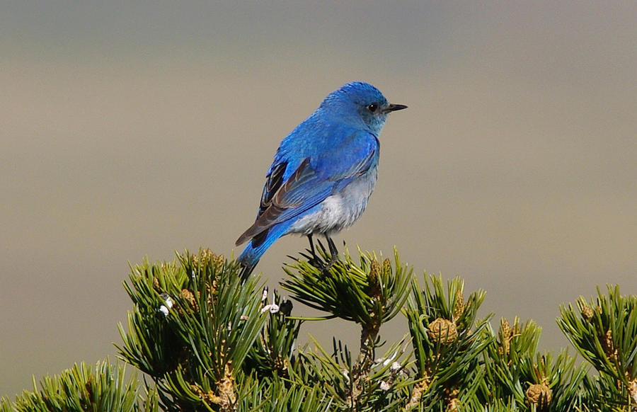 Mountain Bluebird Photograph by Gary Benson
