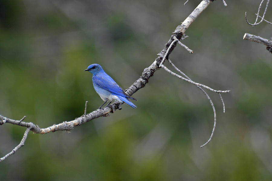 Mountain Bluebird in Yellowstone National Park Photograph by Bruce Gourley