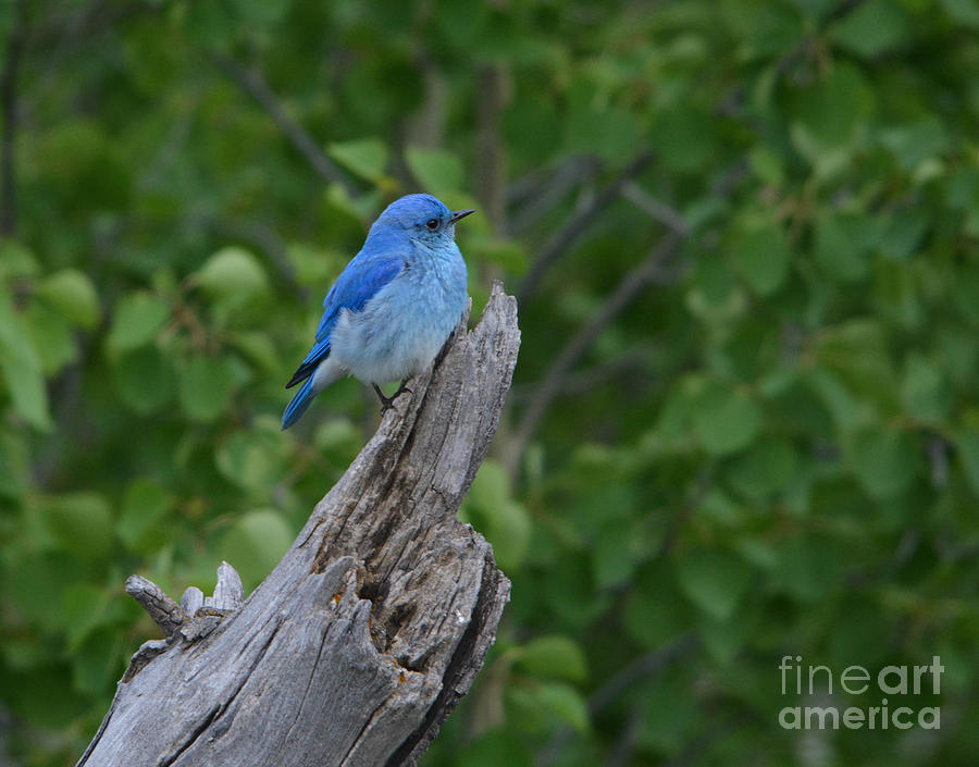 Mountain Bluebird Photograph by John Greco