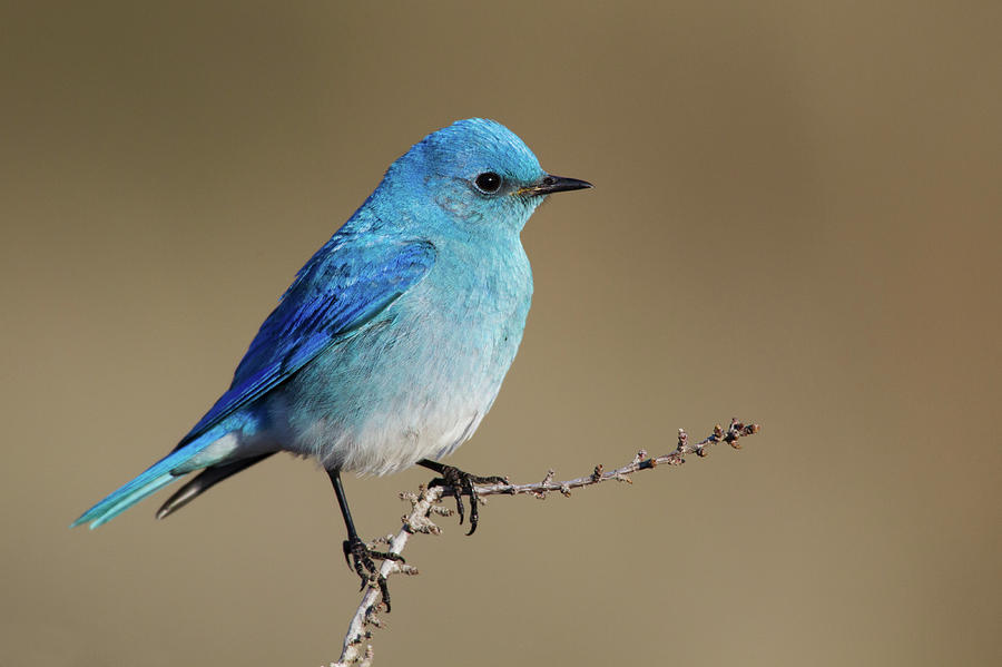 Mountain Bluebird Photograph by Ken Archer - Fine Art America