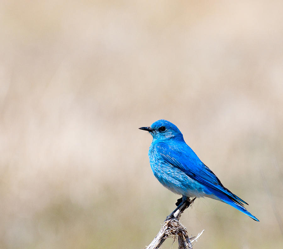 Mountain Bluebird Photograph by Kendall Hankins - Fine Art America