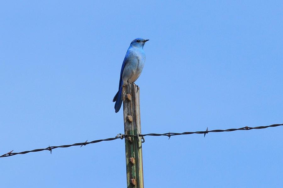 Mountain Bluebird on Barbed-wire Photograph by Marilyn Burton