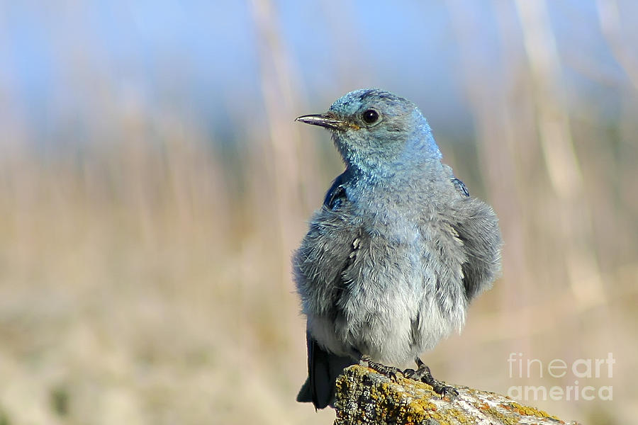 Bluebird Photograph - Mountain Bluebird by Teresa Zieba