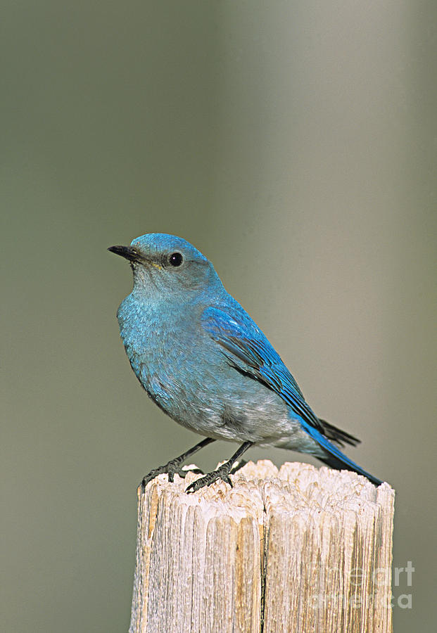 Mountain Bluebird Photograph by William H. Mullins