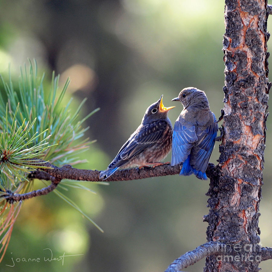Mountain Bluebirds Photograph by Joanne West