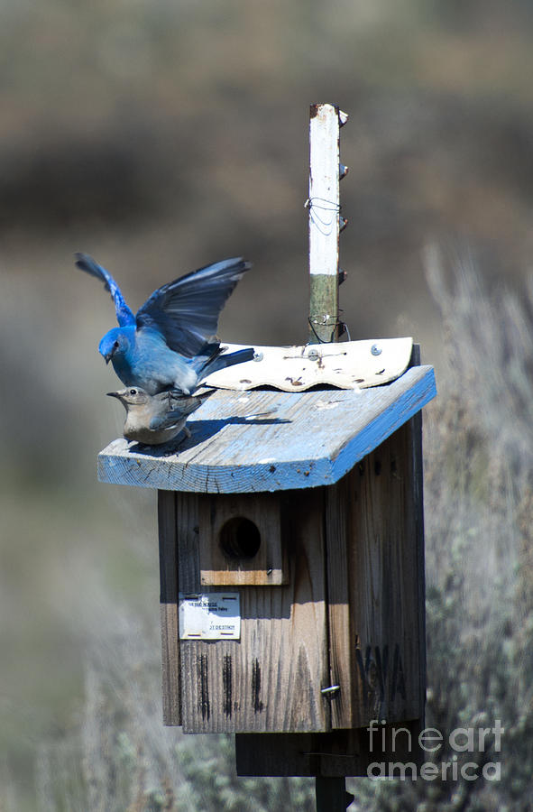 Bird Photograph - Mountain Bluebirds Mating by Michael Dawson