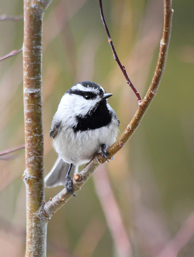 Mountain Chickadee Photograph by Shane Bechler