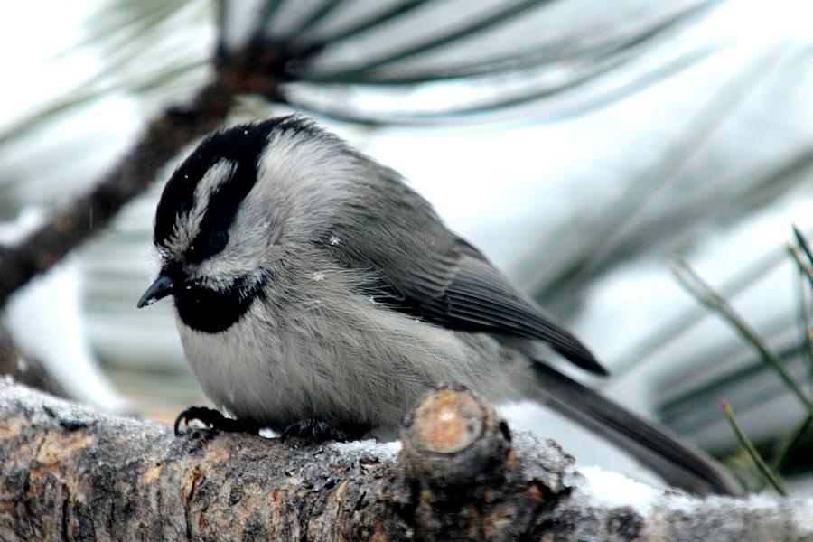 Mountain Chickadee During a Light Snow Photograph by Marilyn Burton