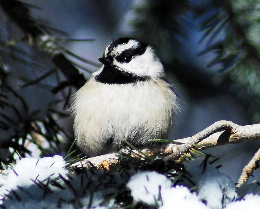 Mountain Chickadee Photograph by Mike Ross | Fine Art America