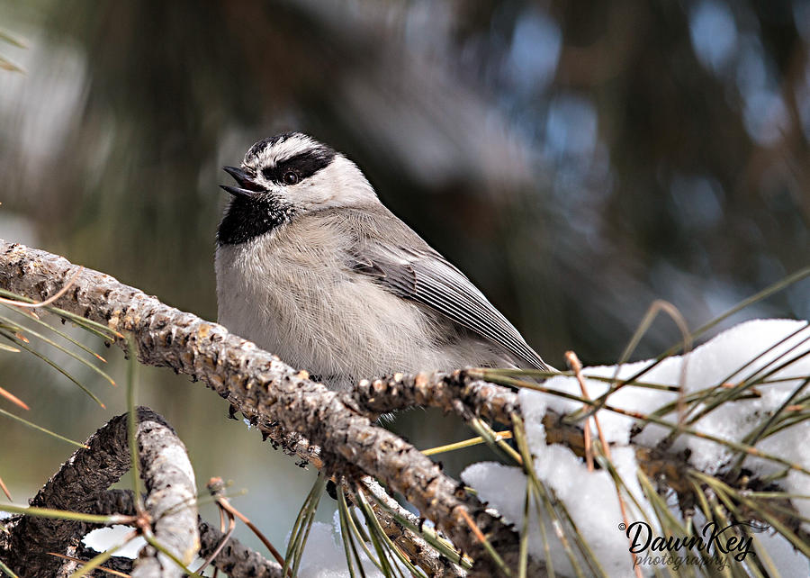 Mountain chickadee Sings Photograph by Dawn Key