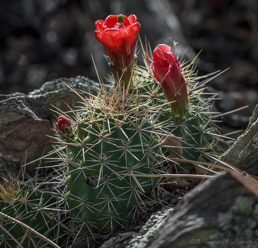Mountain Claret-Cups Photograph by Aaron Burrows