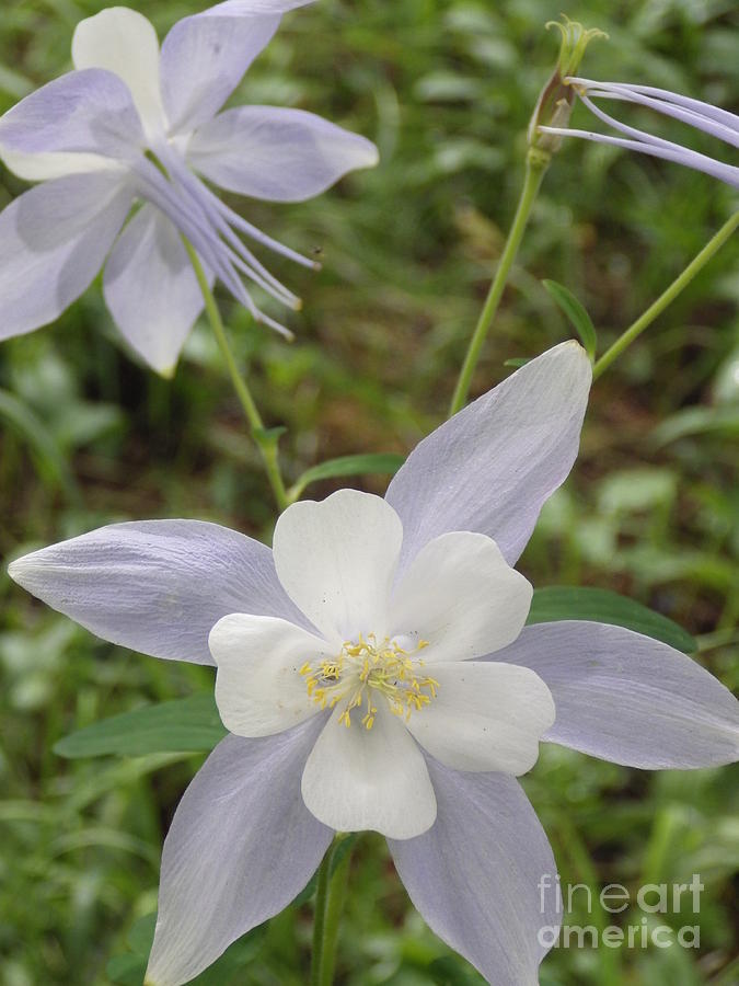 Mountain columbines Photograph by Tonya Hance - Fine Art America