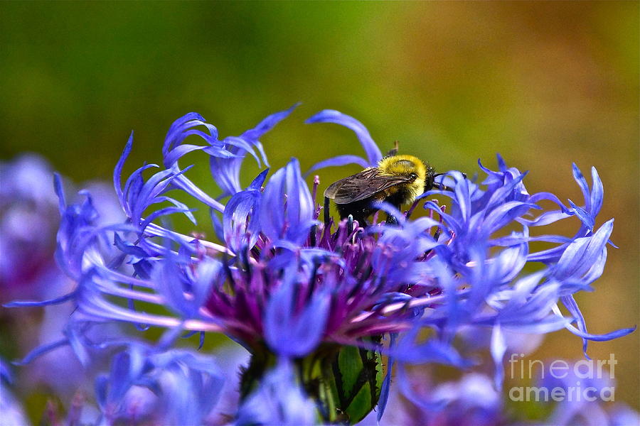 Mountain Cornflower and Bumble Bee Photograph by Byron Varvarigos