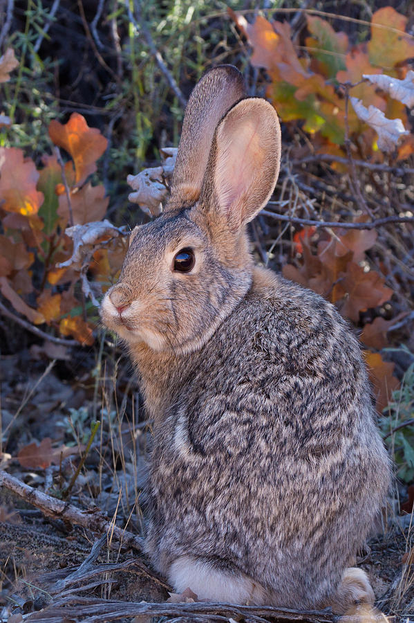 Mountain Cottontail Bunny Photograph by Kathleen Bishop