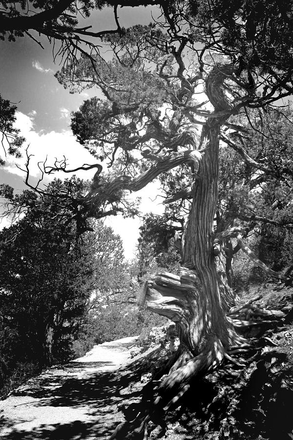 Mountain Cypress Photograph by Joseph G Holland