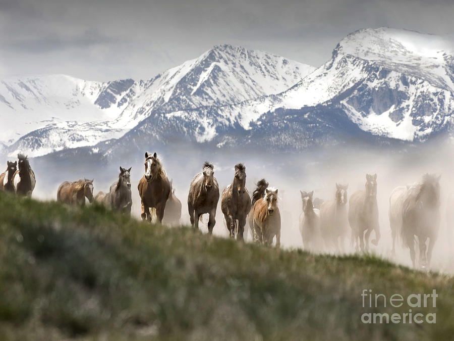 Horse Photograph - Mountain Dust Storm by Wildlife Fine Art
