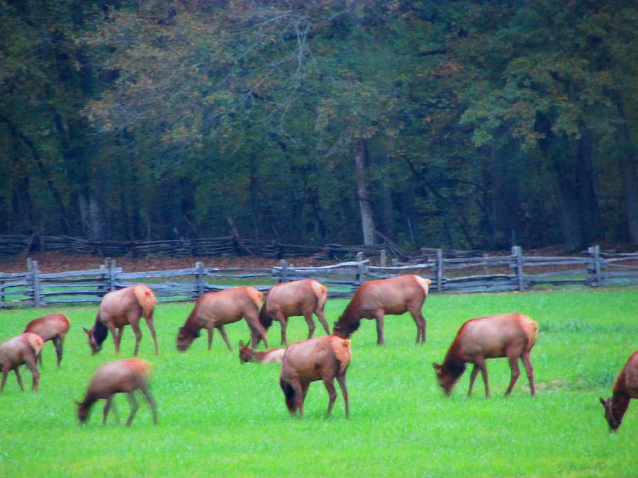 Mountain Farm Elk Photograph by Kathy Long