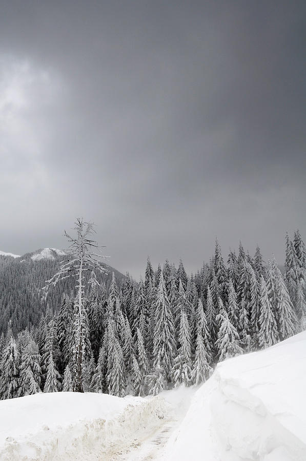 Mountain Fir Forest In Winter Season Photograph by Aureliangogonea