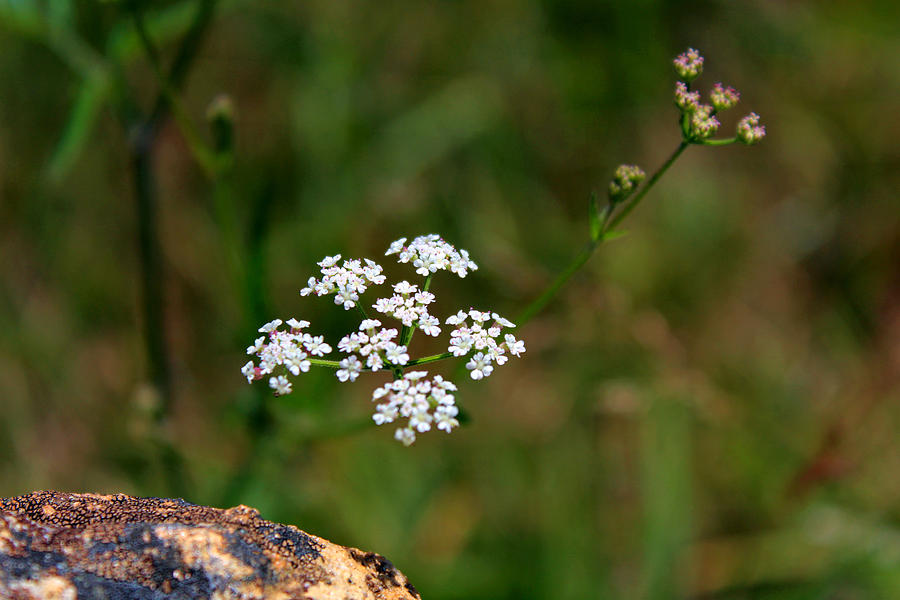 Mountain Flower Photograph