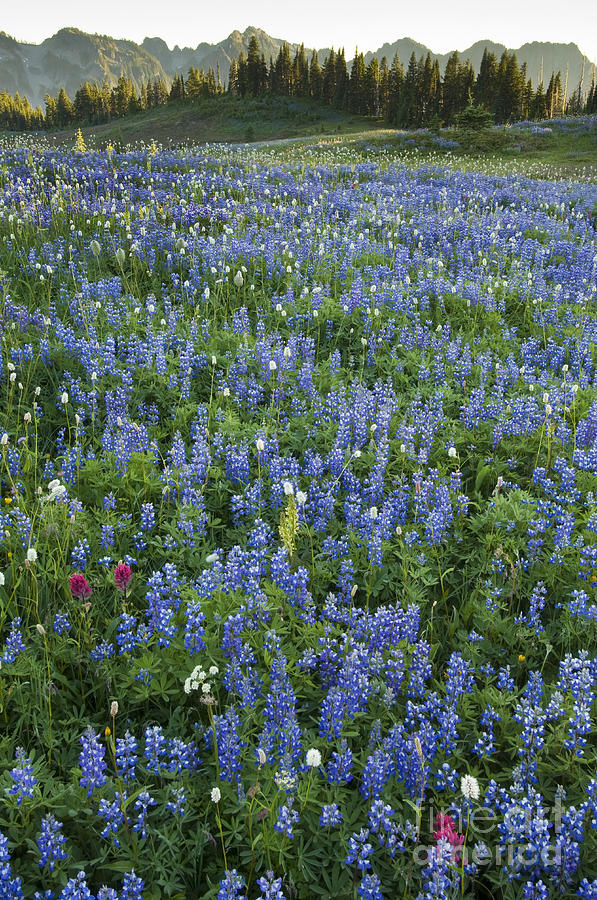 Mount Rainier National Park Photograph - Mountain Flower Meadow by John Shaw