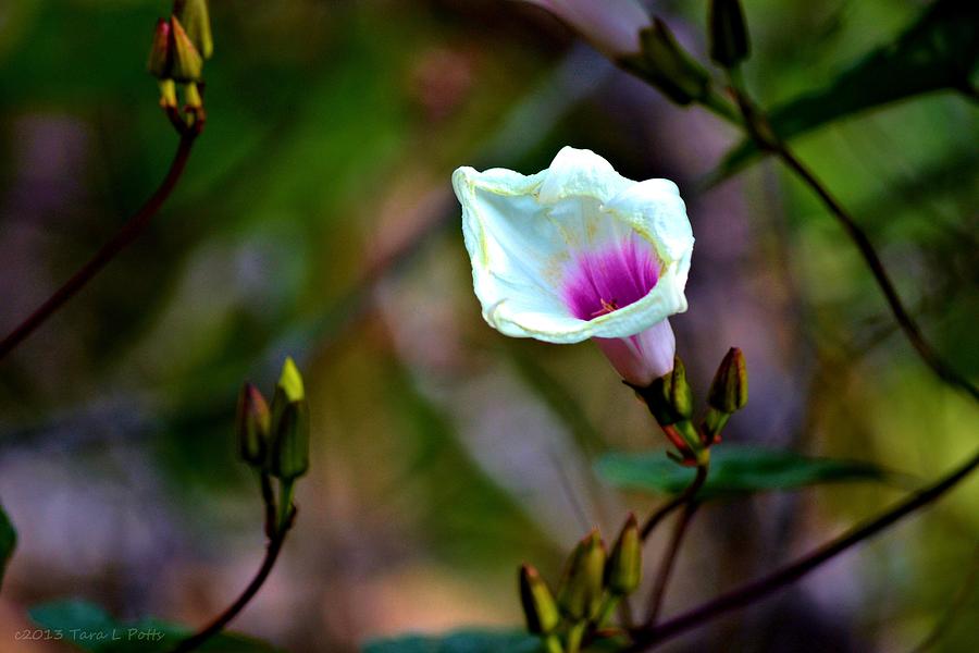 Mountain Flower Photograph by Tara Potts