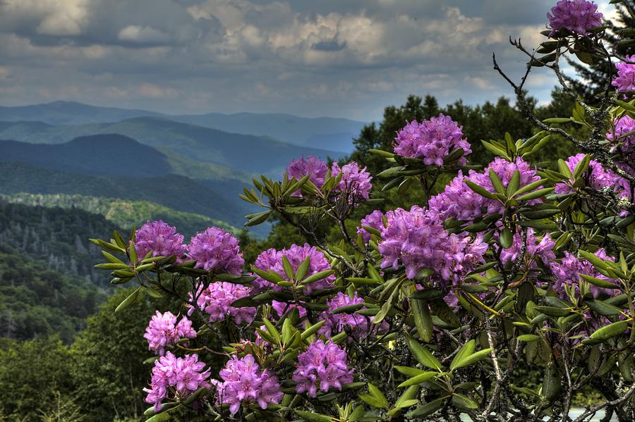 Mountain Flowers Photograph by Coby Cooper