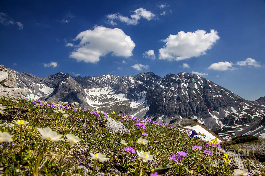 Mountain Flowers Photograph