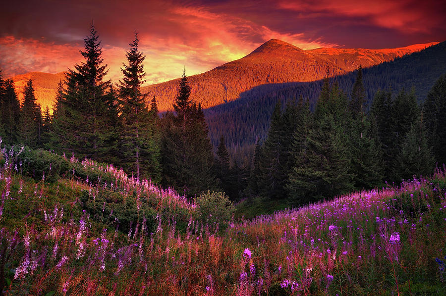 Mountain Flowers In Pine Forest Photograph by Sergiy Trofimov Photography