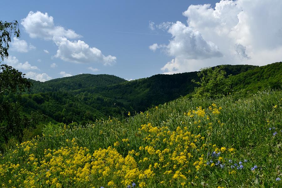 Summer Photograph - Mountain Flowers by Ion Relu